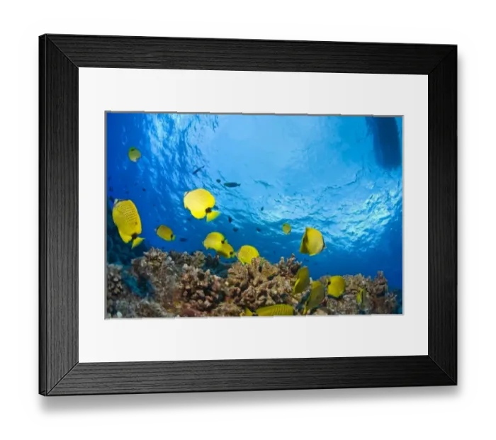 Framed Print : Butterflyfish, Molokini Crater (Bird Sanctuary), South Maui, Hawaii, USA Framed Print : Butterflyfish, Molokini Crater (Bird Sanctuary), South Maui, Hawaii, USA