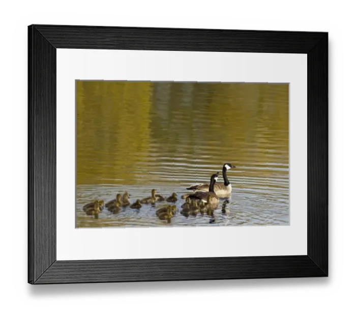 Framed Print : Family of Canada Geese in pond at Ninepipe WMA in the Mission Valley of Montana Framed Print : Family of Canada Geese in pond at Ninepipe WMA in the Mission Valley of Montana