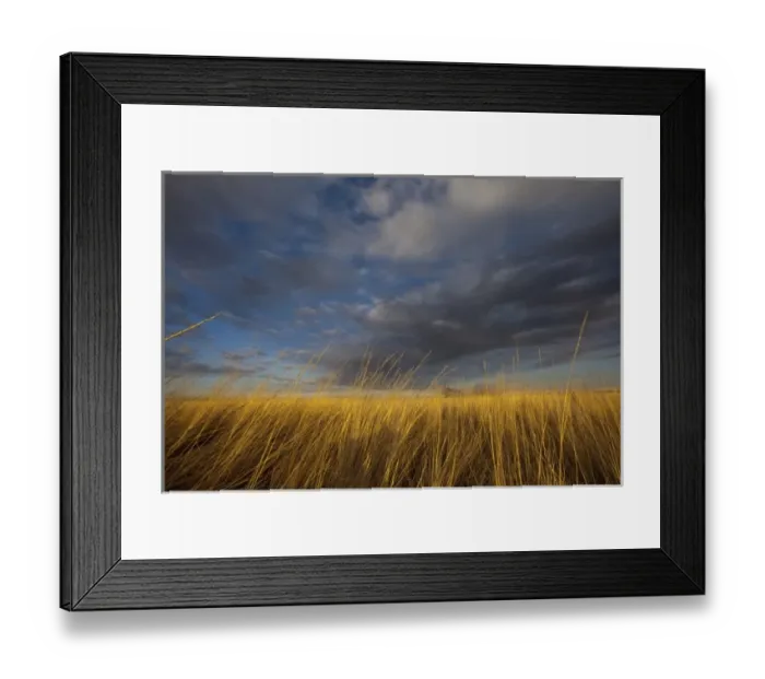 Framed Print : Wheatgrass and dramatic skies at Freezeout Lake WMA near Fairfield, Montana, USA