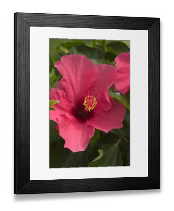 Framed Print : USA, Hawaii, Kauai, Hibiscus (RF) Framed Print : USA, Hawaii, Kauai, Hibiscus (RF)
