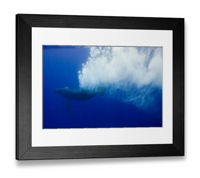 Framed Print : USA, Hawaii, Big Island, Underwater view of Humpback Whale (Megaptera novaengliae) Framed Print : USA, Hawaii, Big Island, Underwater view of Humpback Whale (Megaptera novaengliae)