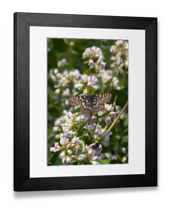 Framed Print : Unknown. Chalcedon Checkerspot butterfly in the Nymphalidae family located in Idaho Framed Print : Unknown. Chalcedon Checkerspot butterfly in the Nymphalidae family located in Idaho