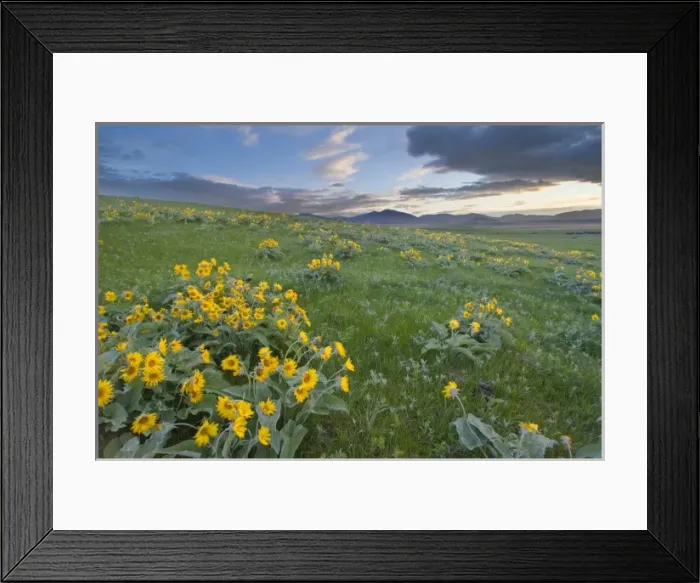 Framed Print : Arrowleaf balsamroot and morning sunrise along the east side of the Judith Mountain Framed Print : Arrowleaf balsamroot and morning sunrise along the east side of the Judith Mountain