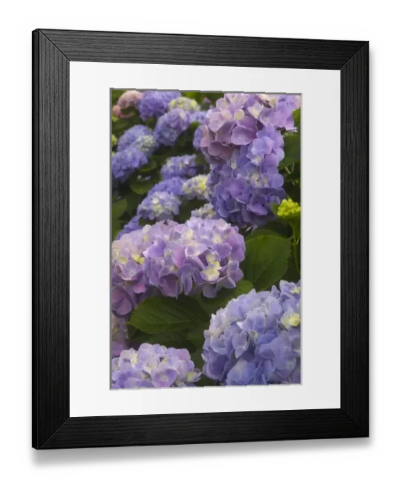 Framed Print : USA; Georgia; Hydrangeas blooming in a Savannah garden Framed Print : USA; Georgia; Hydrangeas blooming in a Savannah garden