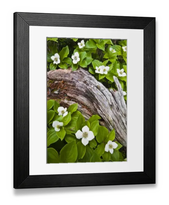 Framed Print : USA, North America, Maine Framed Print : USA, North America, Maine