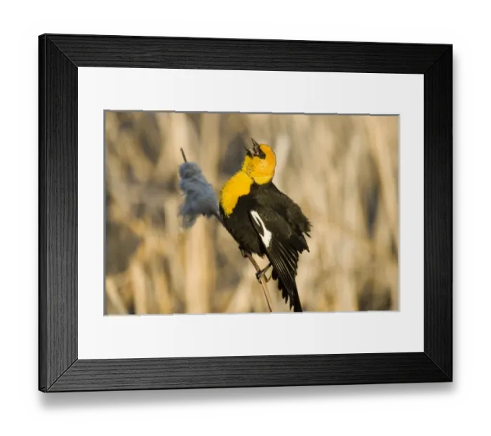 Framed Print : USA, North America, Montana Framed Print : USA, North America, Montana