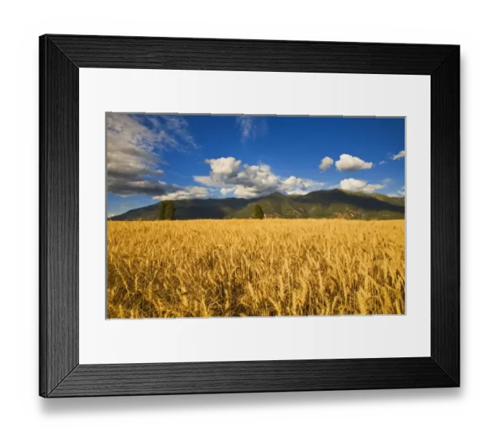 Framed Print : Mature stand of wheat sits below the Swan Mountain Range in the Flathead Valley of