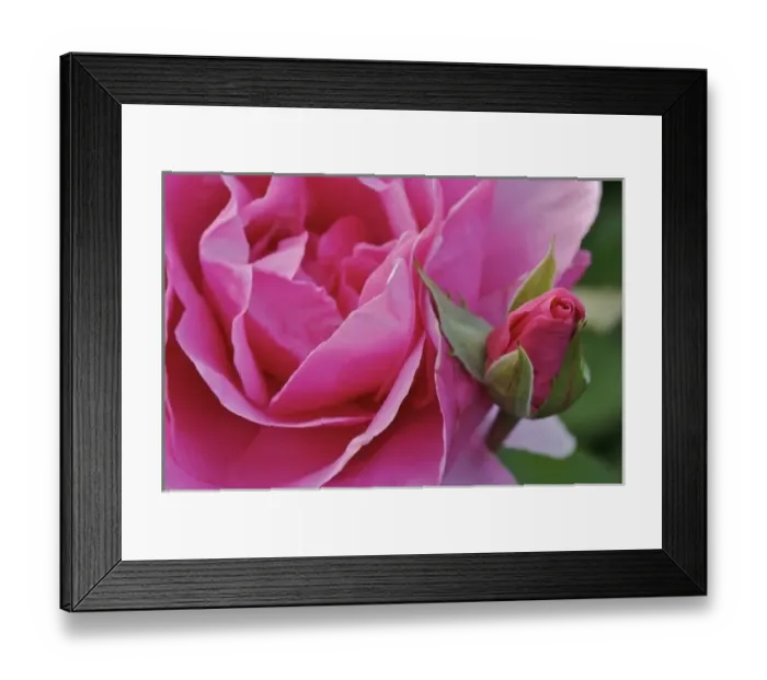 Framed Print : USA, Massachusetts, Shelburne Falls. A full and a budding rose on the Bridge of Flowers Framed Print : USA, Massachusetts, Shelburne Falls. A full and a budding rose on the Bridge of Flowers