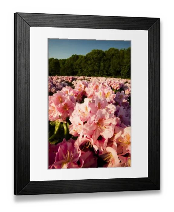 Framed Print : Rhododenrons bloom at a nursery in Hopkington, Massachusetts Framed Print : Rhododenrons bloom at a nursery in Hopkington, Massachusetts