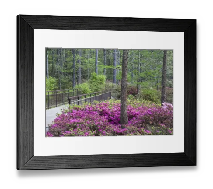 Framed Print : USA, Georgia, Pine Mountain. A walkway through an azalea garden