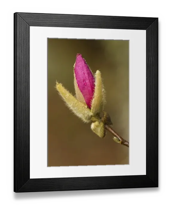 Framed Print : USA, North America, Georgia Framed Print : USA, North America, Georgia