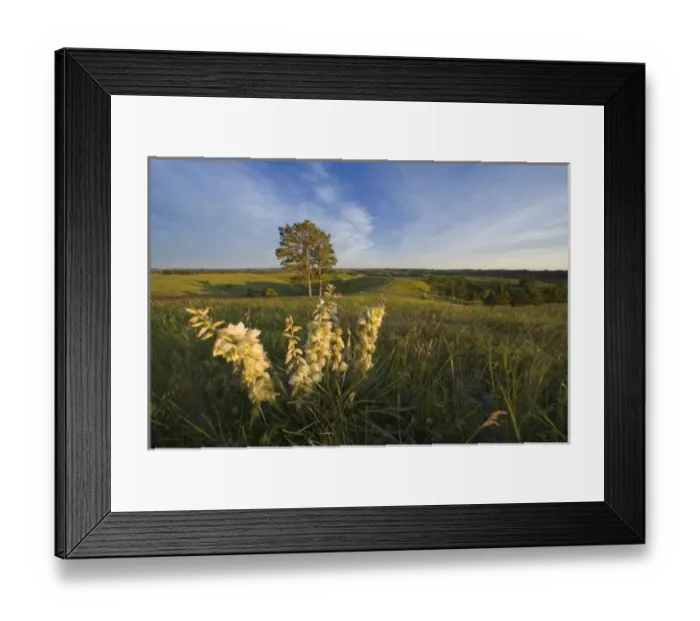 Framed Print : Soaptree Yucca blooms on the Pine Ridge at Chadron State Park in Nebraska Framed Print : Soaptree Yucca blooms on the Pine Ridge at Chadron State Park in Nebraska