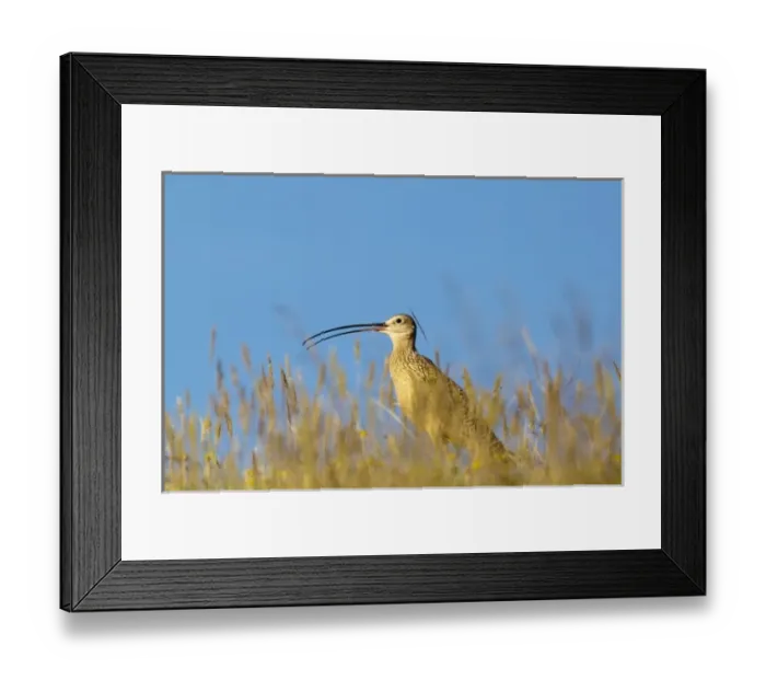 Framed Print : Long Billed Curlew in the grasslands of the Rocky mountain Front near Augusta, Montana Framed Print : Long Billed Curlew in the grasslands of the Rocky mountain Front near Augusta, Montana