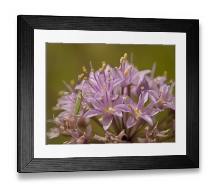 Framed Print : Autumn onion with green bug (true bug) in prairie, Crow Hassan County Park, Rogers