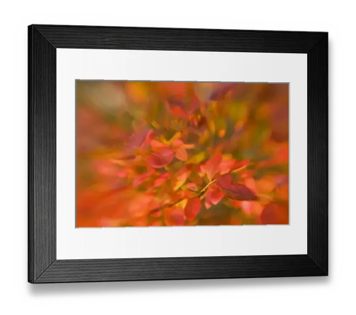 Framed Print : USA, Maine, Harpswell. Impressionistic view of autumn foliage Framed Print : USA, Maine, Harpswell. Impressionistic view of autumn foliage