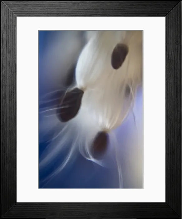 Framed Print : USA, Maine, Harpswell. Milkweed seeds form silky abstract