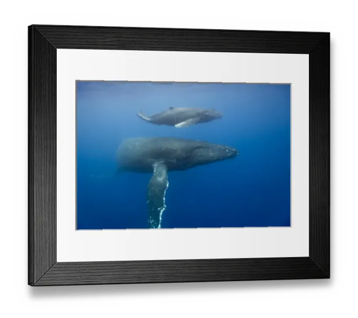 Framed Print : USA, Hawaii, Big Island, Underwater view of Humpback Whale Cow and Calf (Megaptera Framed Print : USA, Hawaii, Big Island, Underwater view of Humpback Whale Cow and Calf (Megaptera