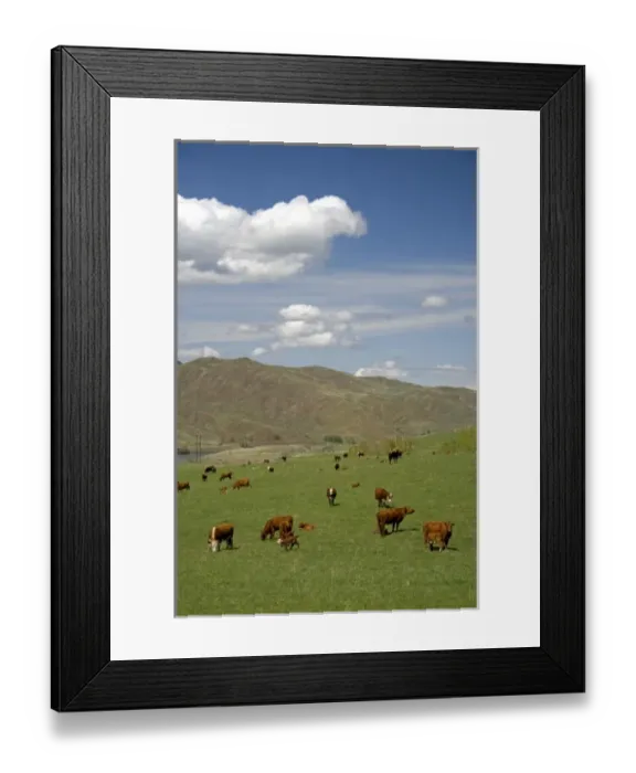 Framed Print : Cattle graze in a pasture along the Payette River near Emmett, Idaho Framed Print : Cattle graze in a pasture along the Payette River near Emmett, Idaho