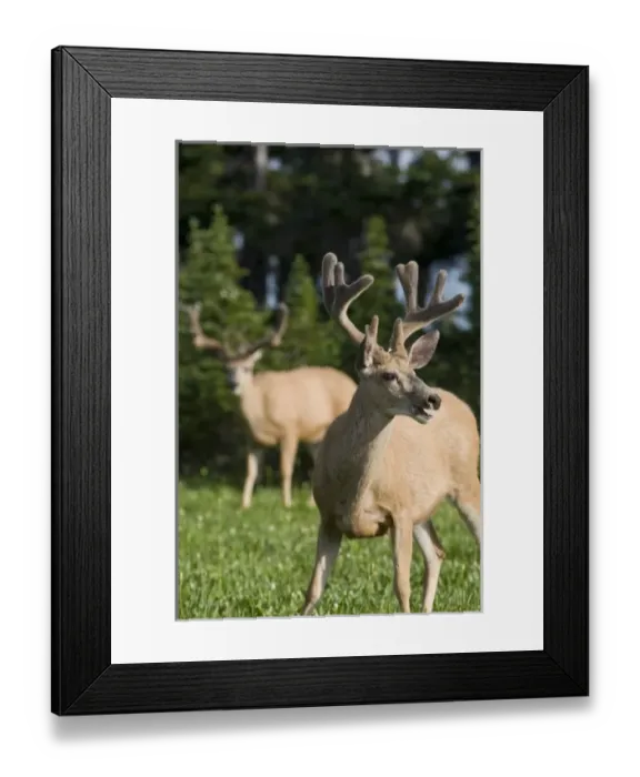 Framed Print : USA, North America, Montana