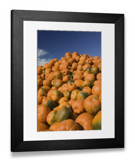 Framed Print : USA, Massachusetts, Central, CONCORD: Pumpkins / Autumn Framed Print : USA, Massachusetts, Central, CONCORD: Pumpkins / Autumn