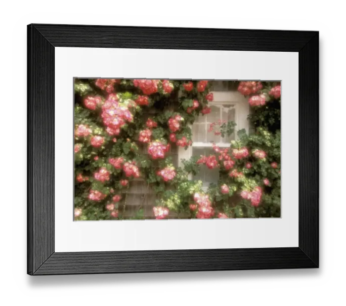 Framed Print : North America, USA, Massachusetts, Nantucket Island, Siasconset. Summer roses and cottage Framed Print : North America, USA, Massachusetts, Nantucket Island, Siasconset. Summer roses and cottage