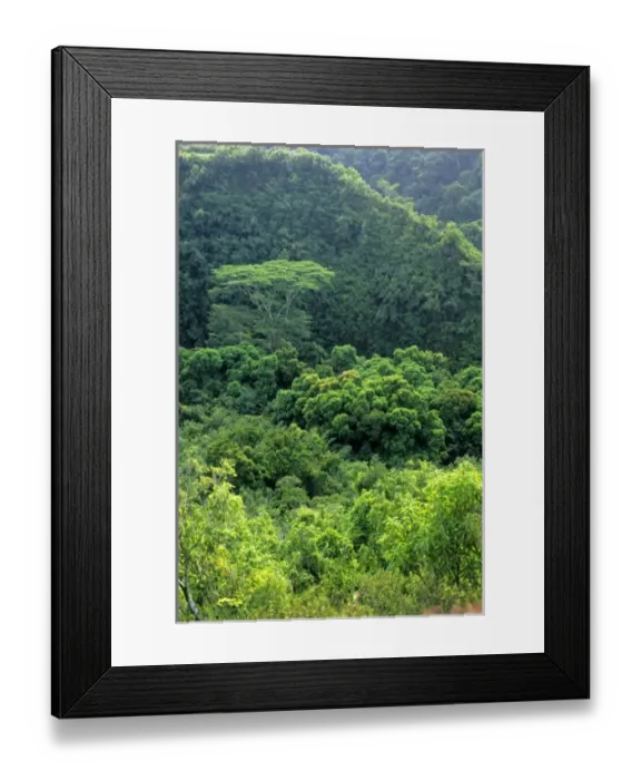 Framed Print : Tropical forest on the island of Kauai, Hawaii Framed Print : Tropical forest on the island of Kauai, Hawaii