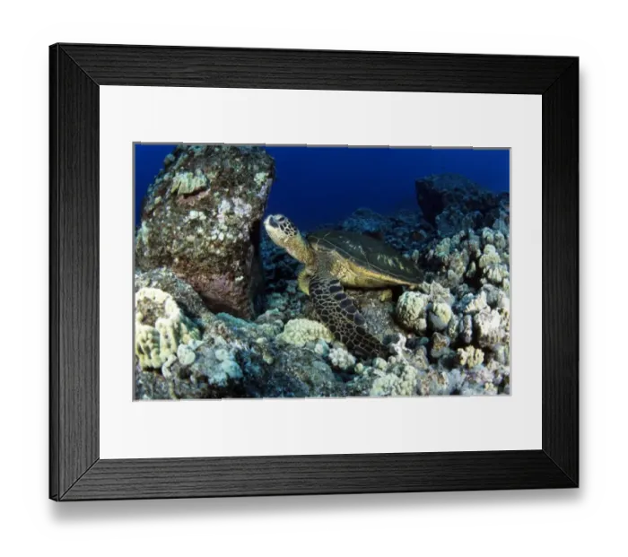 Framed Print : Green sea turtle, Hawaii Framed Print : Green sea turtle, Hawaii
