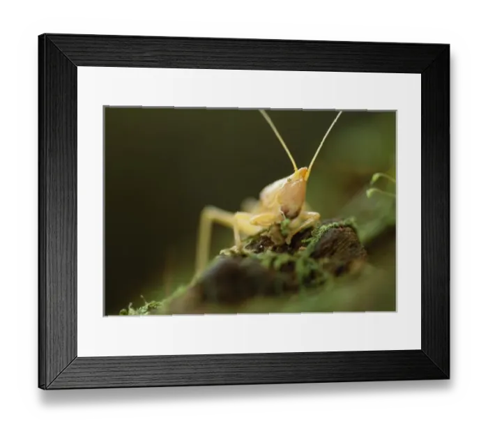 Framed Print : USA, North America, Kentucky Framed Print : USA, North America, Kentucky