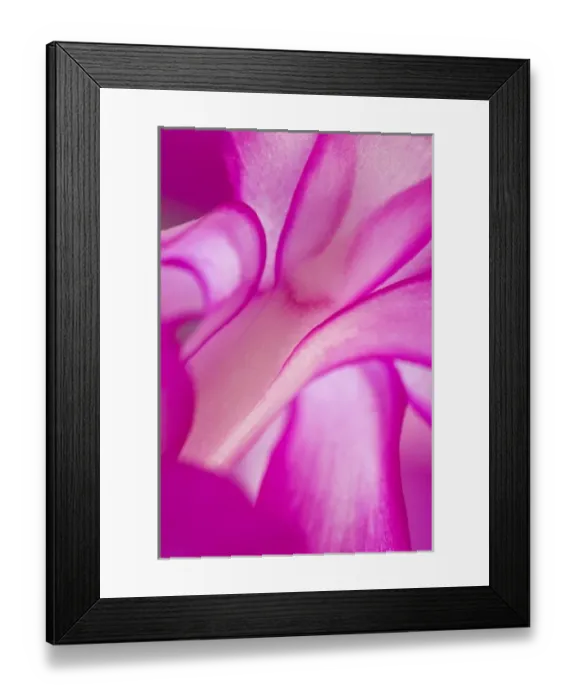 Framed Print : USA, Georgia, Close up of Christmas cactus Framed Print : USA, Georgia, Close up of Christmas cactus