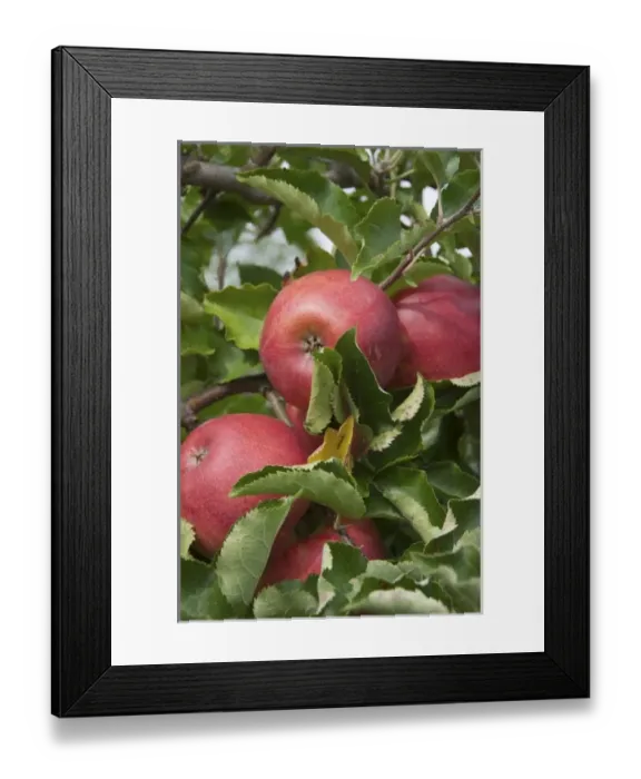 Framed Print : USA, New England, Massachusetts, Natick, Lookout Farm, Jonagold apples Framed Print : USA, New England, Massachusetts, Natick, Lookout Farm, Jonagold apples