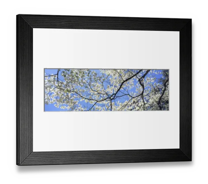 Framed Print : USA, Georgia, Atlanta. Backlighting accentuates the white dogwood blossoms Framed Print : USA, Georgia, Atlanta. Backlighting accentuates the white dogwood blossoms