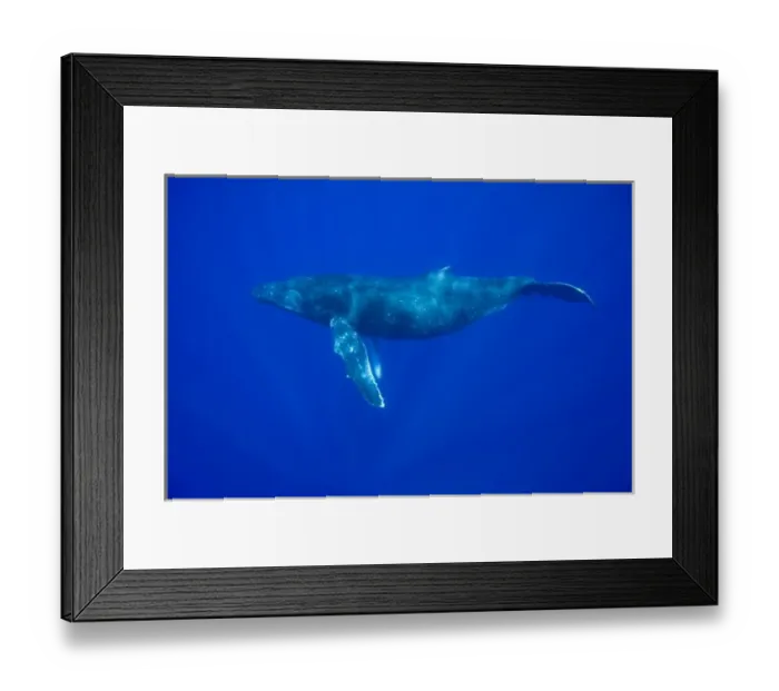 Framed Print : USA, Hawaii, Big Island, Underwater view of Humpback Whale (Megaptera novaengliae) Framed Print : USA, Hawaii, Big Island, Underwater view of Humpback Whale (Megaptera novaengliae)