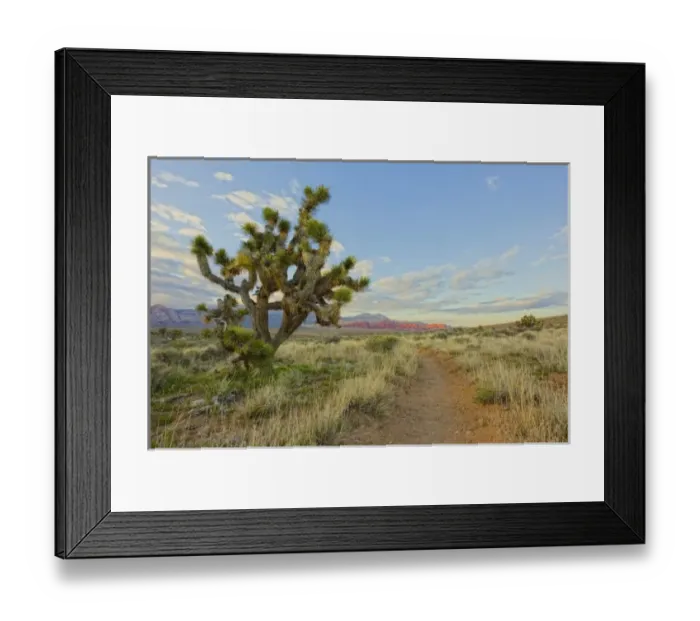 Framed Print : Joshua tree foreground on First creek canyon trail at Red Rocks Canyon National Conservation Area