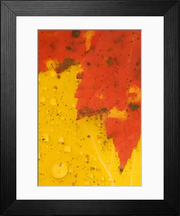 Framed Print : USA, Maine, Acadia National Park, Fall foliage Framed Print : USA, Maine, Acadia National Park, Fall foliage