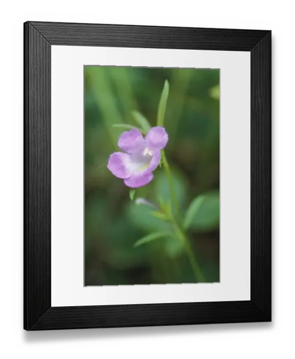 Framed Print : Biddeford, ME. Small-flowered gerardia, Gerardia paupercula. Snapdragon family. In Framed Print : Biddeford, ME. Small-flowered gerardia, Gerardia paupercula. Snapdragon family. In
