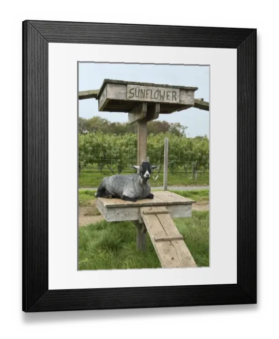 Framed Print : USA, North America, Massachusetts Framed Print : USA, North America, Massachusetts