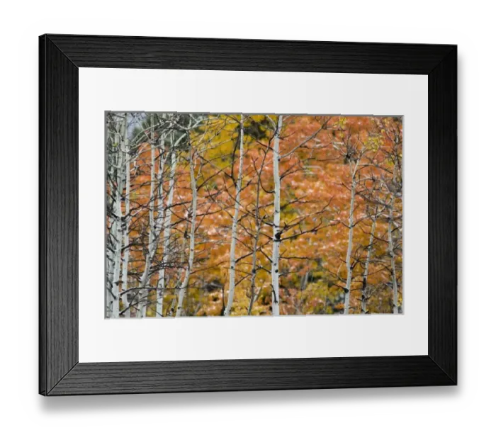 Framed Print : Aspen sapling trunks with autumn color in background in Glacier National Park in Montana Framed Print : Aspen sapling trunks with autumn color in background in Glacier National Park in Montana
