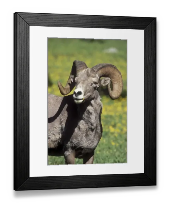 Framed Print : USA, North America, Montana