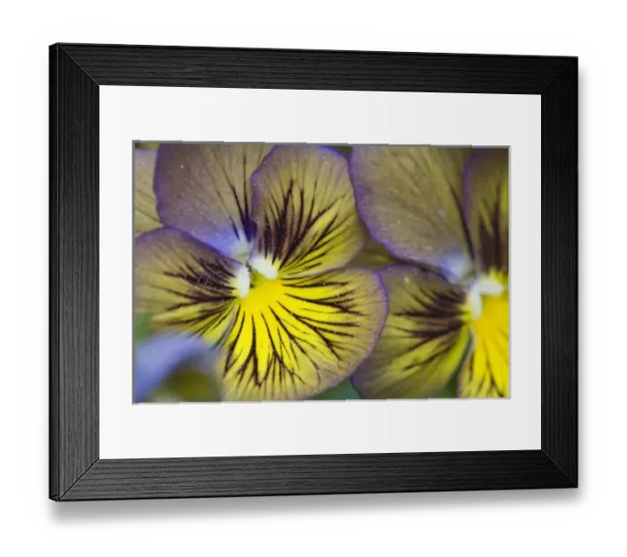 Framed Print : USA, North America, Georgia