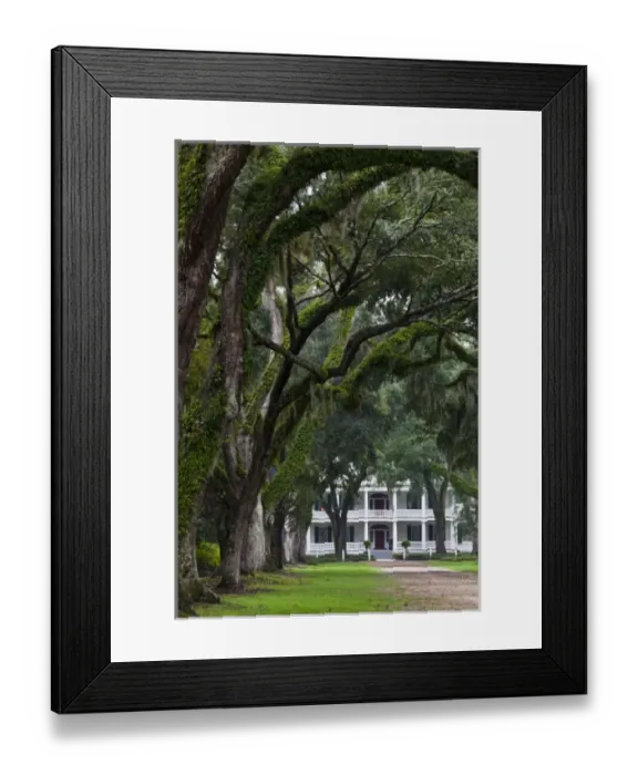 Framed Print : USA, Louisiana, St. Francisville. Rosedown Planatation, b. 1832, oak tree canopy driveway