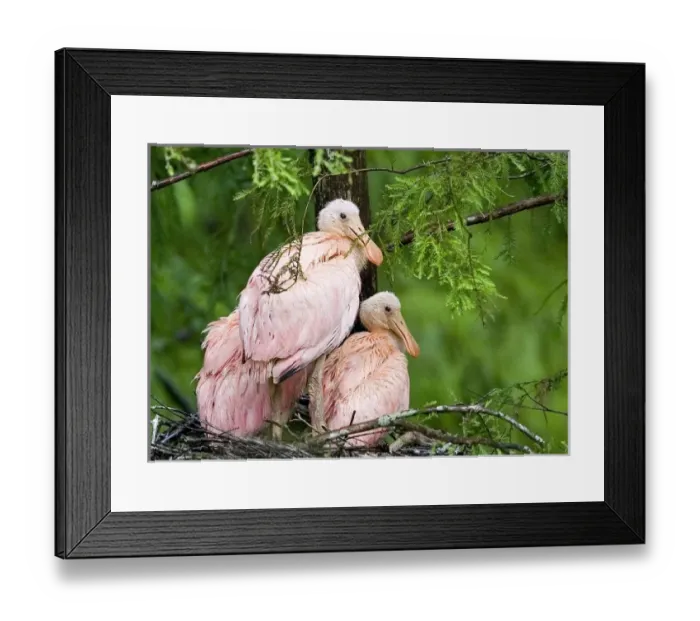 Framed Print : USA, Louisiana, Lake Martin. Spoonbill chicks on their nest