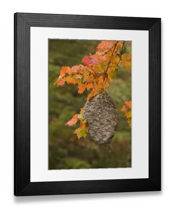 Framed Print : USA, Michigan, Upper Peninsula. Bald-faced hornet nest hanging in a maple tree Framed Print : USA, Michigan, Upper Peninsula. Bald-faced hornet nest hanging in a maple tree