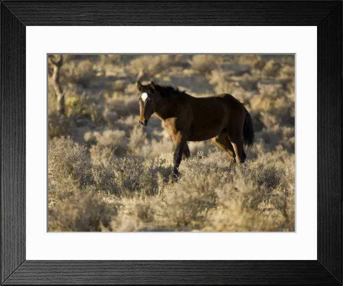 Framed Print : USA, North America, Nevada Framed Print : USA, North America, Nevada