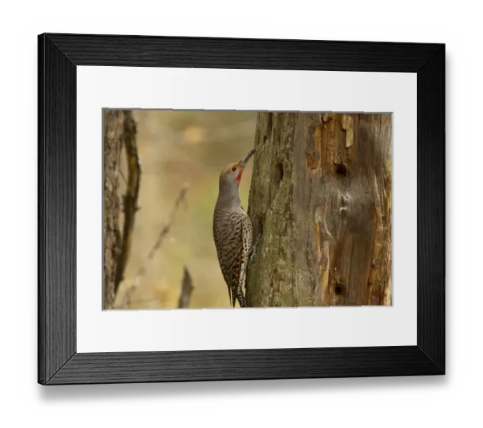 Framed Print : USA, North America, Montana Framed Print : USA, North America, Montana