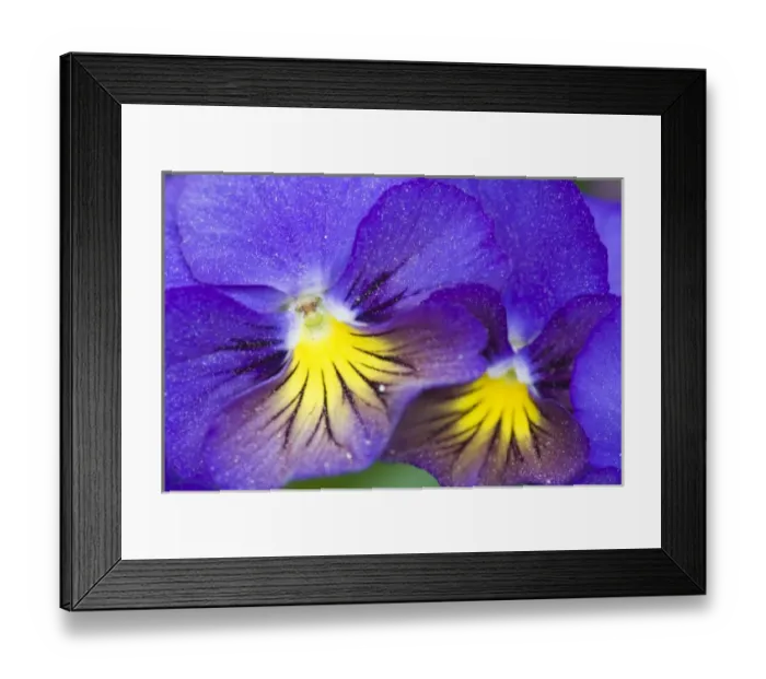 Framed Print : USA, Georgia, Pine Mountain. A closeup of pansy blossoms Framed Print : USA, Georgia, Pine Mountain. A closeup of pansy blossoms
