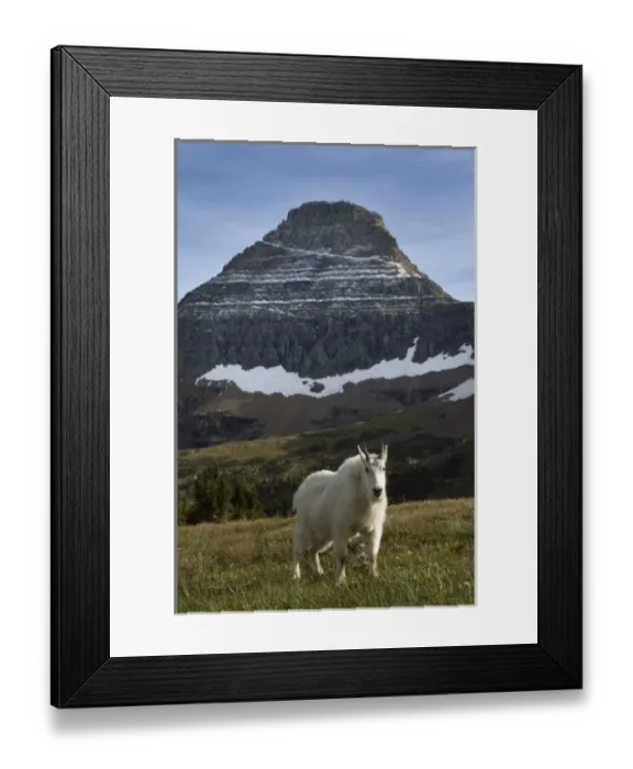Framed Print : Mountain goat, Waterton Glacier International Peace Park, USA - Canada
