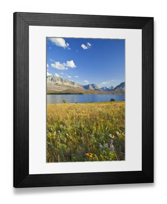 Framed Print : Wildflowers on meadows along St Mary Lake in Glacier National Park in Montana