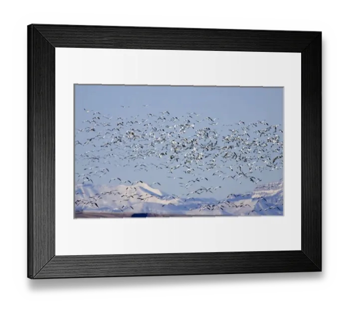 Framed Print : Snow geese take flight at Freezeout Lake NWR on the Rocky Mountain Front of Montana Framed Print : Snow geese take flight at Freezeout Lake NWR on the Rocky Mountain Front of Montana