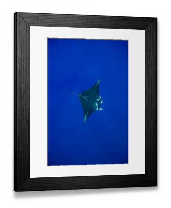 Framed Print : USA, Hawaii, Big Island, Underwater view of Manta Ray (Manta birostris) swimming