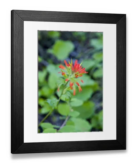 Framed Print : Indian paintbrush blooms in the Whitefish Range in Montana Framed Print : Indian paintbrush blooms in the Whitefish Range in Montana
